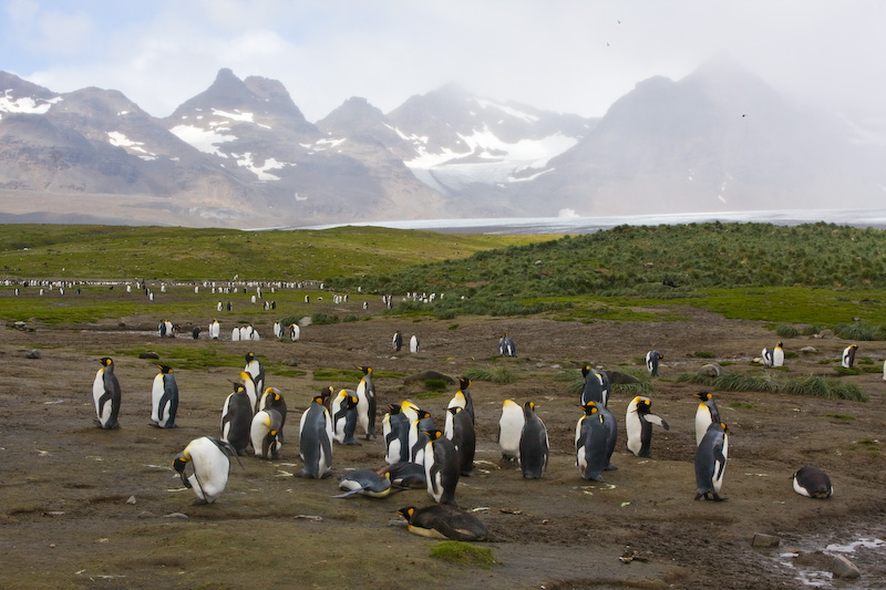 King Penguins On The Salisbury Plain